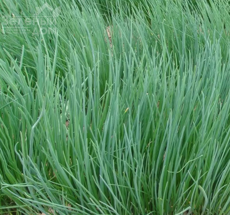 Біггі / Biggi фото 1