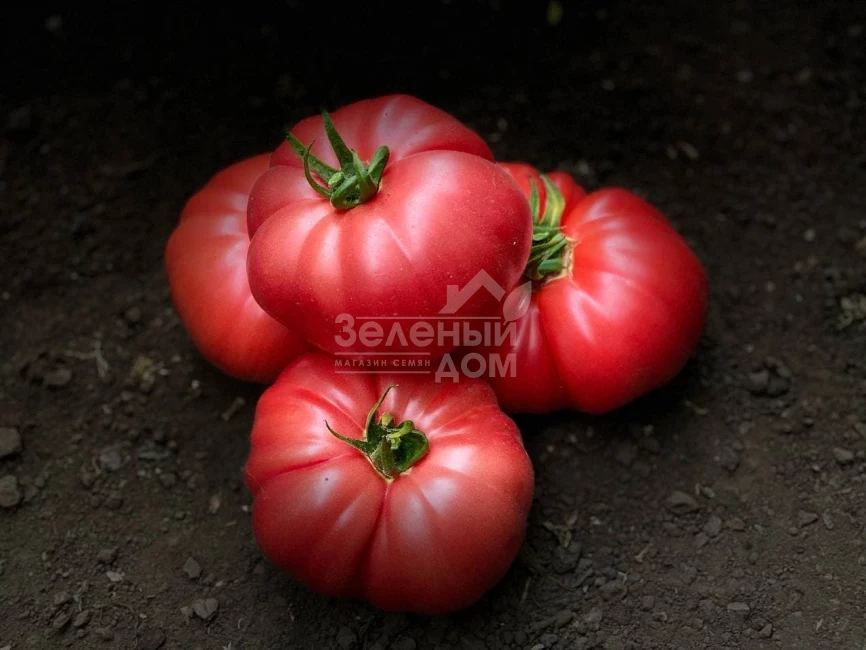 Сонароза F1 / Sonaroza F1 фото 4