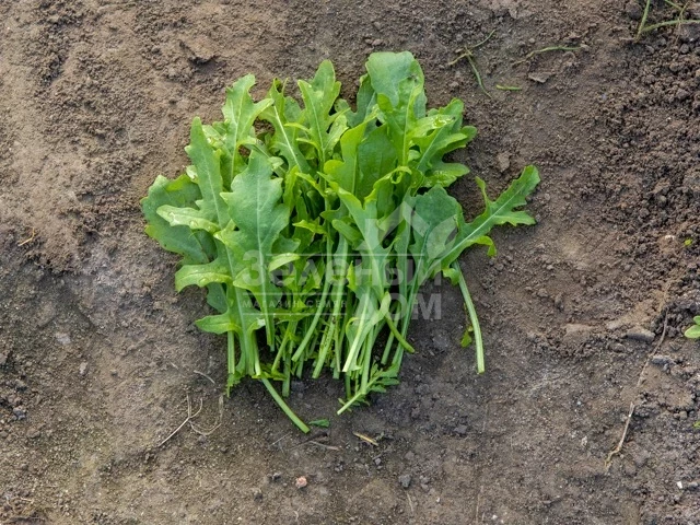 Джолизия / Jolizia фото 1