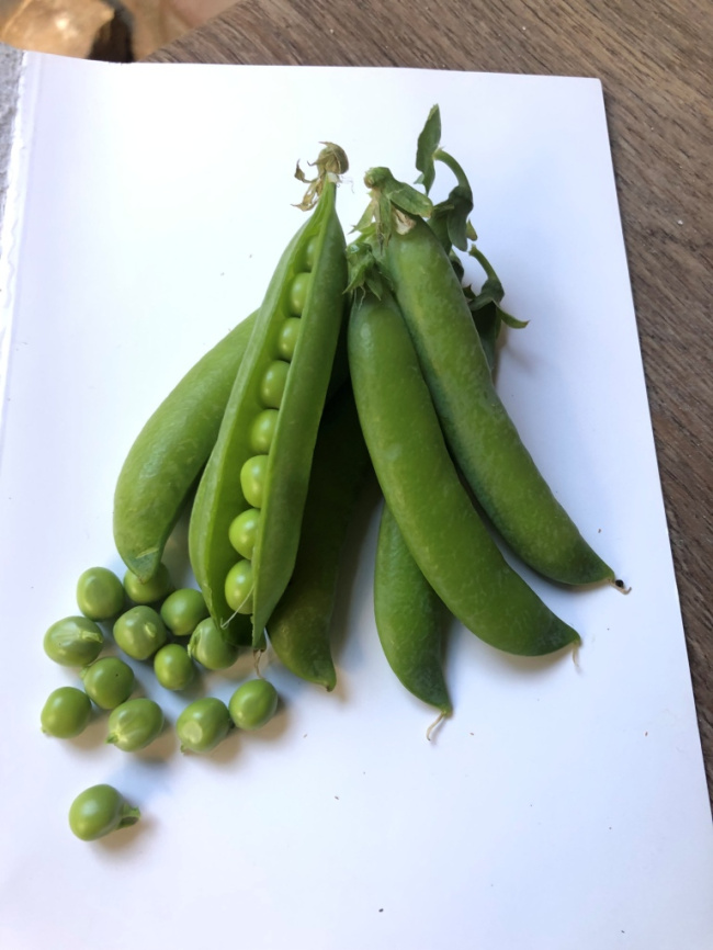 Продіджі / Prodydzhy, 70-75 днів фото 3