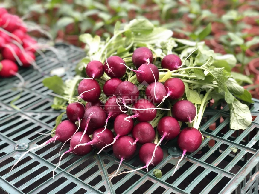 Пурпелла F1 / Purpella F1 фото 3