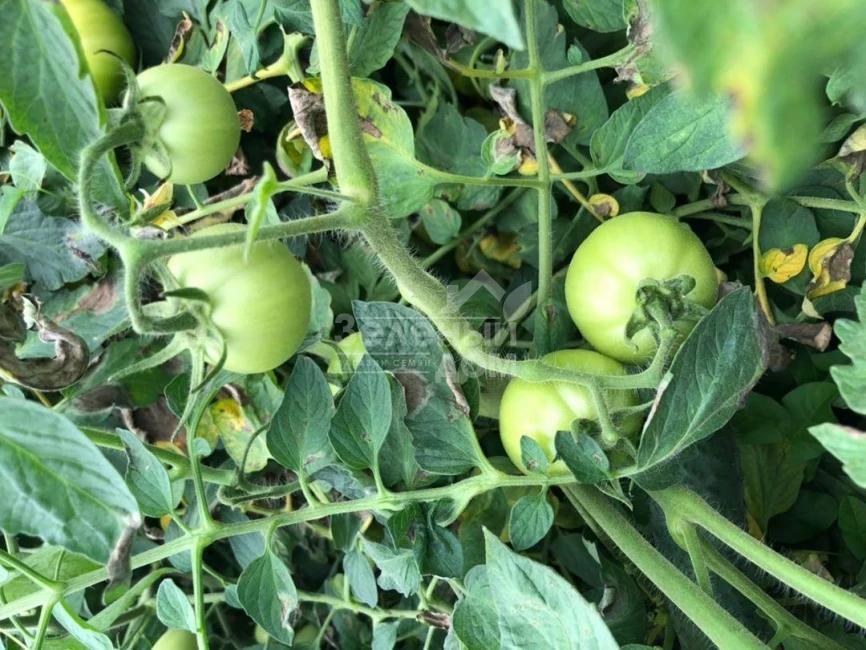 Арнольд (INX 1577) F1 / Arnold (INX 1577) F1,95-100 дней фото 4