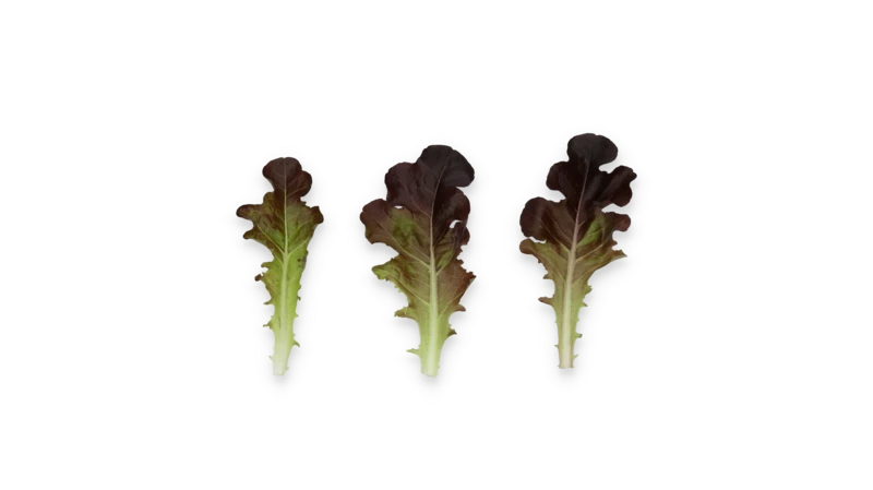 Боттас / Bottas фото 3