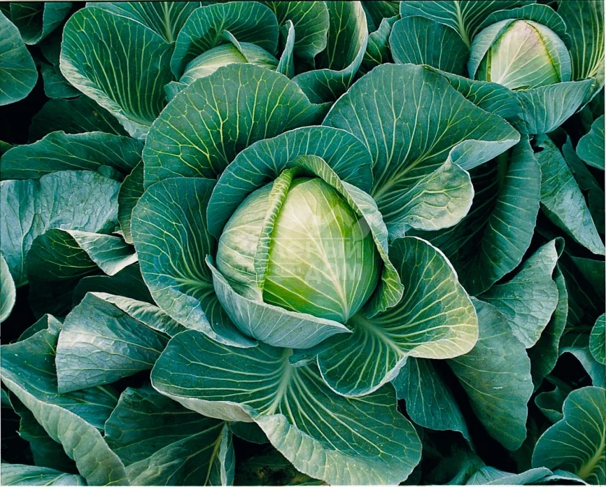 Харрикейн F1 / Hurricane F1,97 дней фото 1