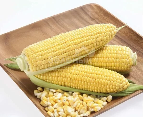 Карамелло F1 / Caramello F1,59-65 дней фото 3