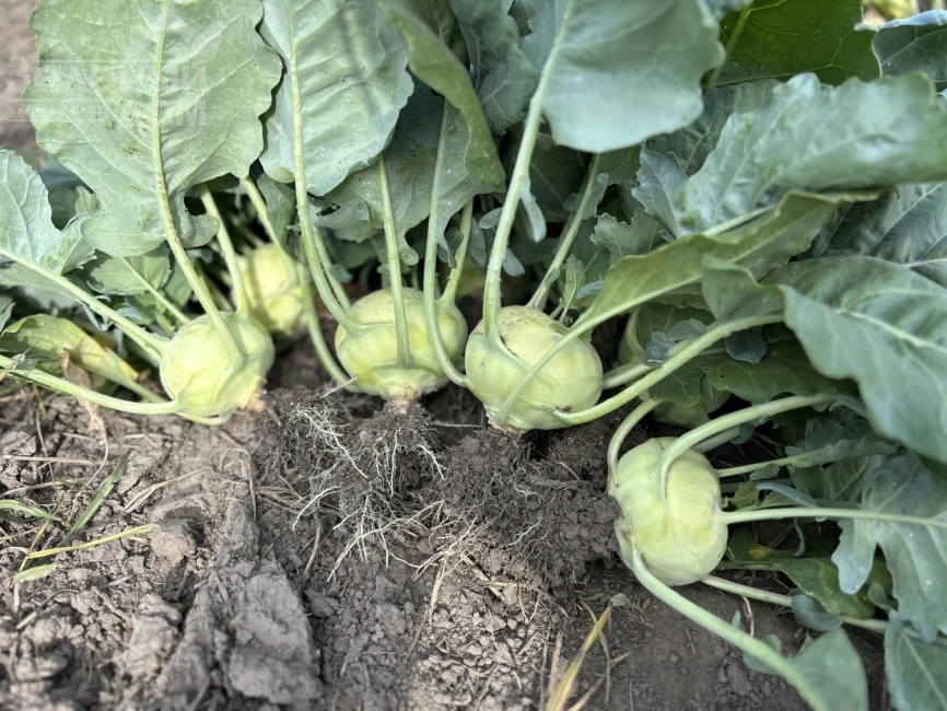 Квик Стар F1 / Kvik Star F1 фото 2