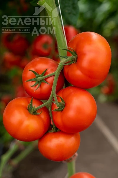 Анненфелд F1 / Annenfeld F1 фото 1