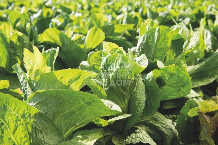 Весперо F1 / Vespero F1,80-90 дней фото 2