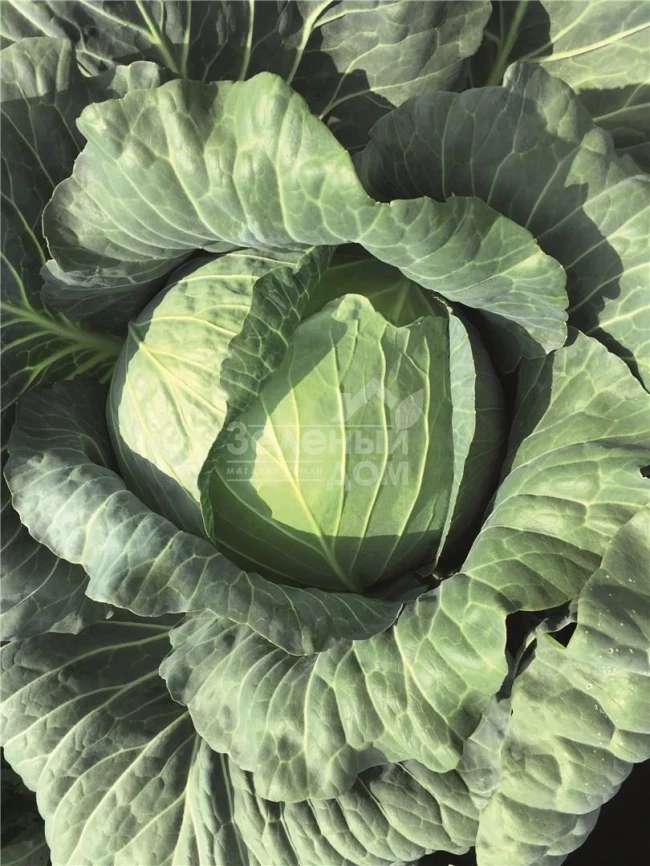 Репорт F1 / Report F1,118-120 дней фото 1