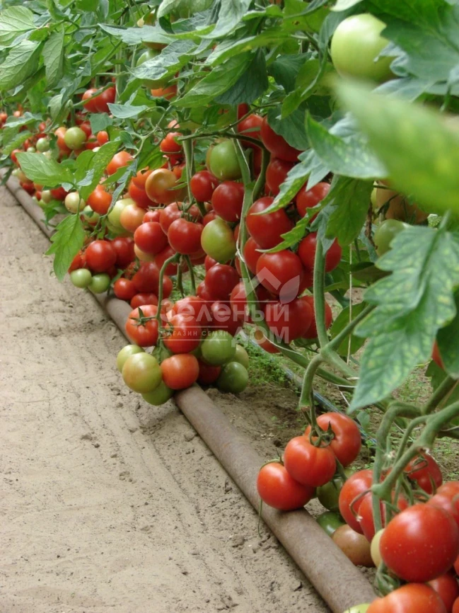 Монсан F1 / Monsan F1,85-100 дней фото 2