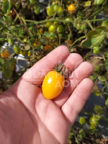 Миникин F1 / Minikin F1, 100 дней фото 5