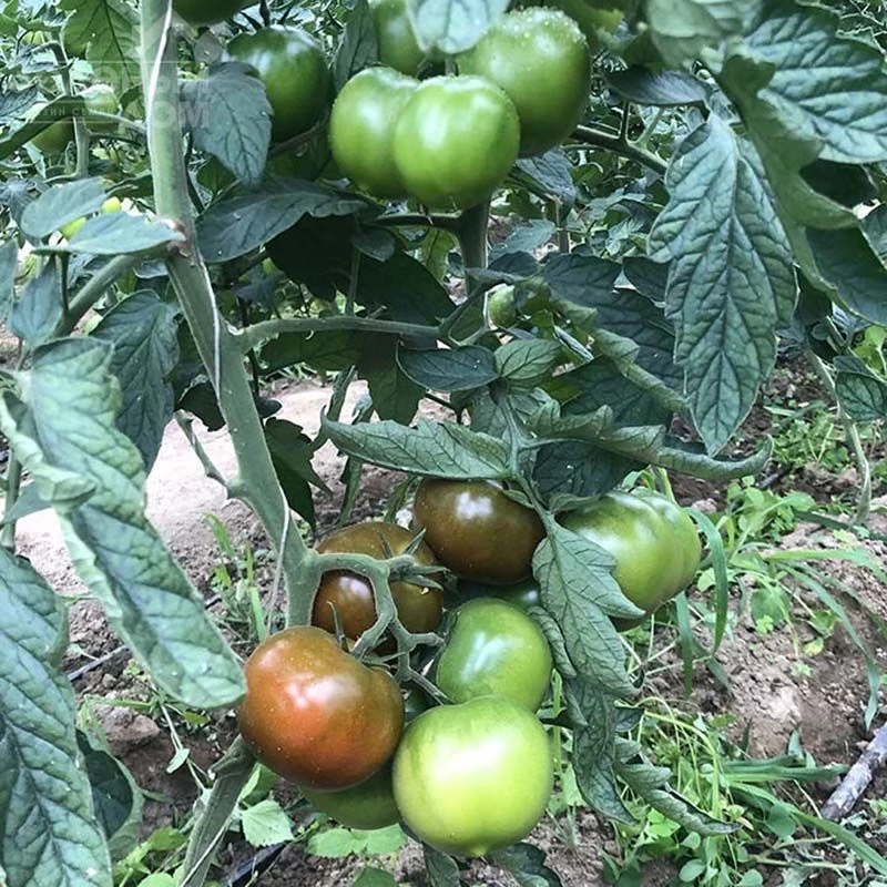 Джордано F1 / Dzhordano F1,110 дней  фото 2