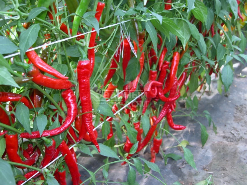 Кози Рог / Kozi Rog фото 1