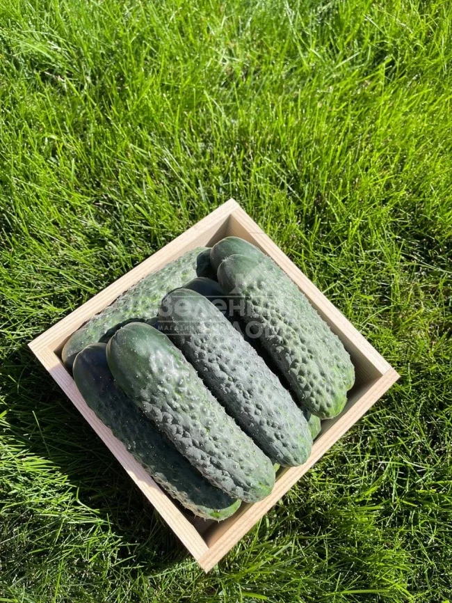 Пикскор F1 / Pikskor F1 фото 2