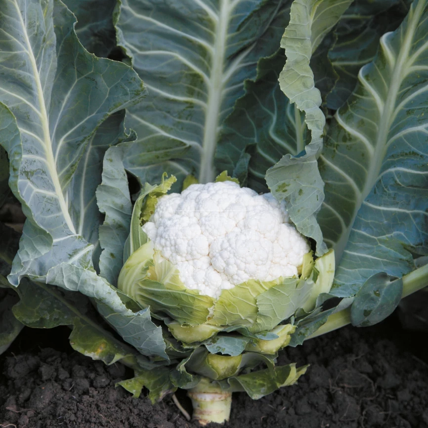 Солистар F1 / Solistar F1,55-58 дней фото 1