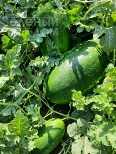 Виллинг F1 / Villing F1, 70 дней фото 4