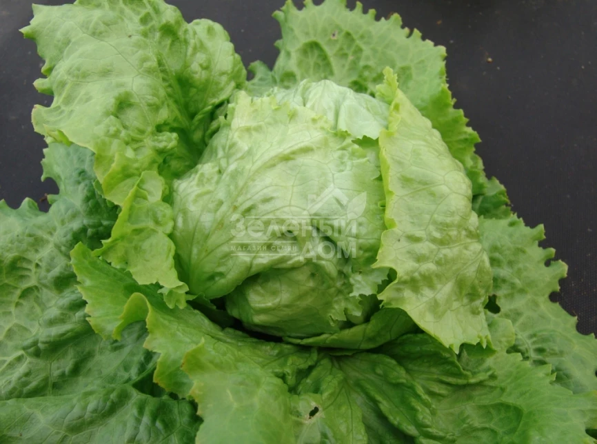 Камелот / Camelot,80-90 дней фото 1