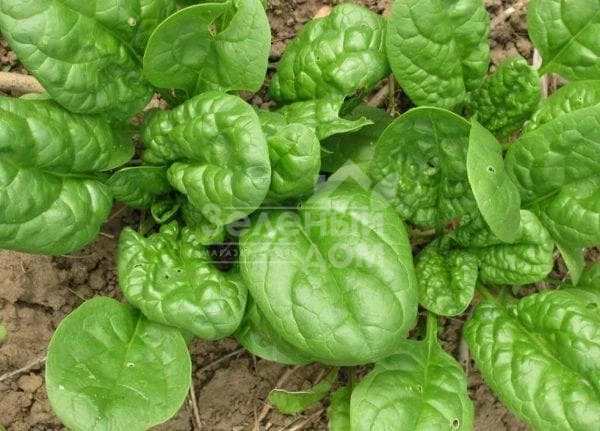 Матадор / Matador,45 дней фото 1