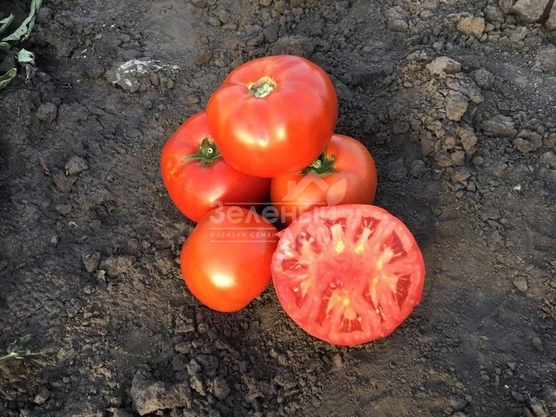 Рихам F1 / Riham F1,60-62 дня фото 1