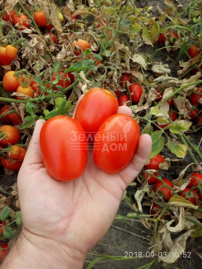 Бостон F1 / Boston F1, 115-120 дней фото 3