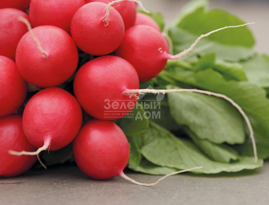 Рондар F1 / Rondar F1,18-20 дней фото 1