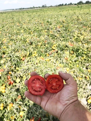 9969 F1 / 9969 F1, 105 дней фото 7