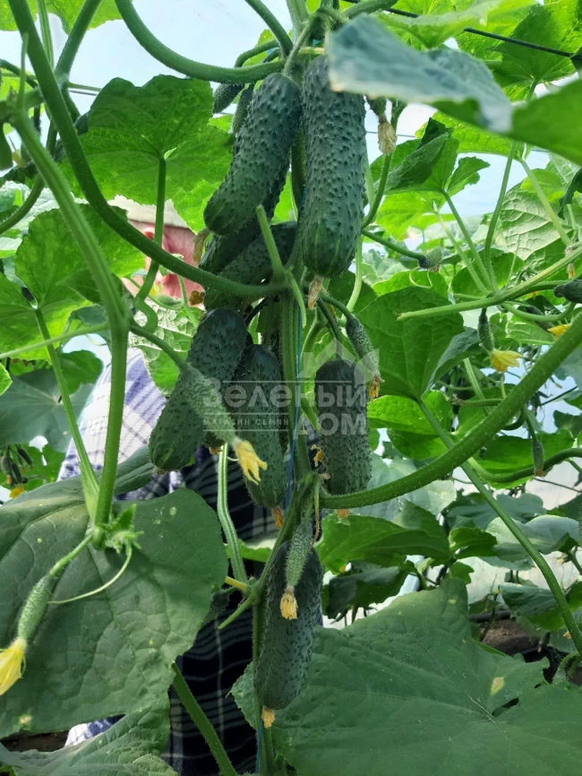 Коломбо F1 (ГБ 08) / Colombo F1 (GВ 08), 35-45 дней фото 4