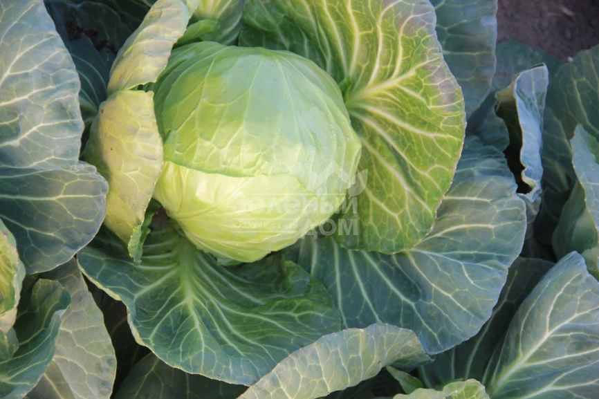 Соларис F1 / Solaris F1, 55-60 дней фото 1