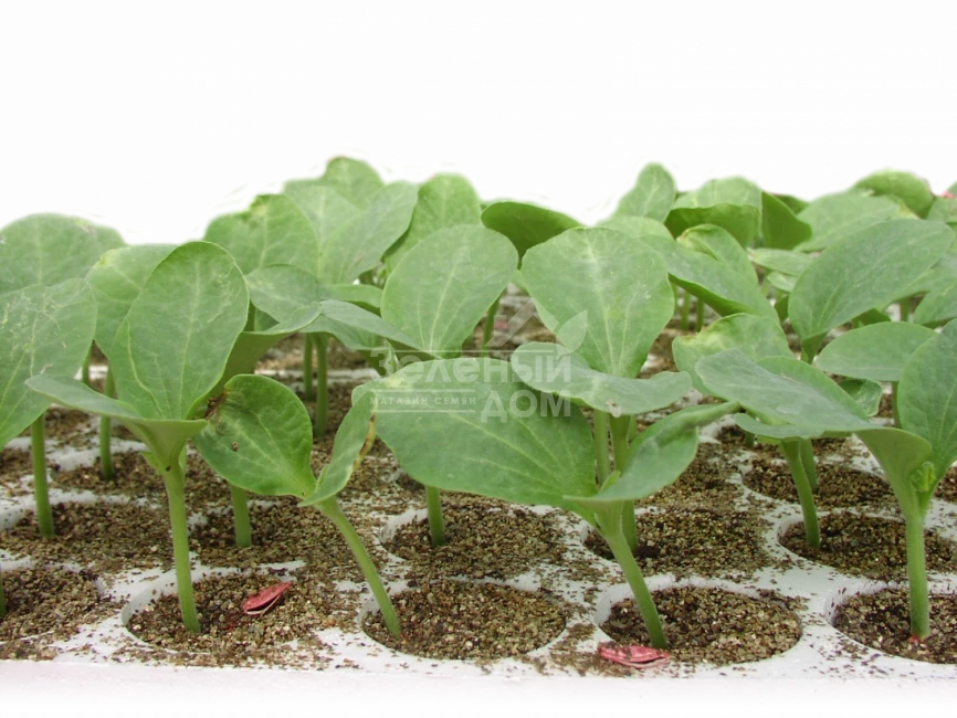 Титан F1 / Titan F1,50-55 дней фото 1