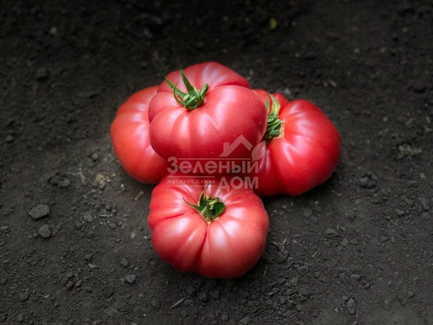 Сонароза F1 / Sonaroza F1 фото 1