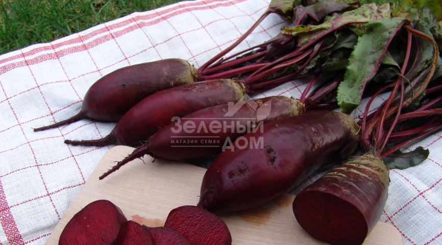 Ренова / Renova,125-130 дней фото 1