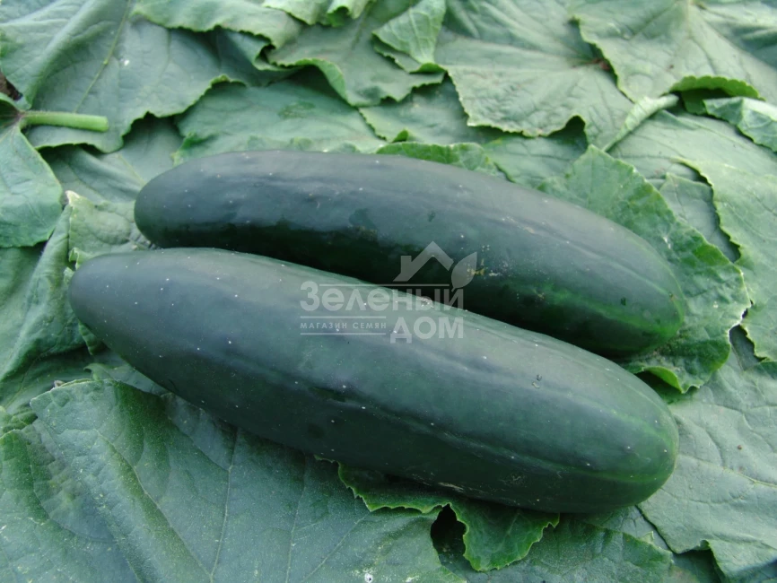 Обеликс F1 / Obeliks F1,45-48 дней фото 1