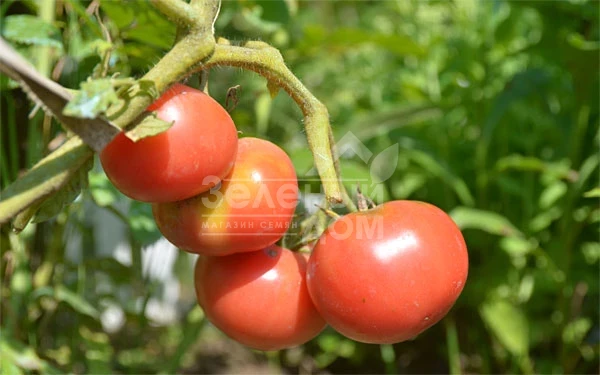 Торбей F1 / Torbay F1,70-75 дней фото 3