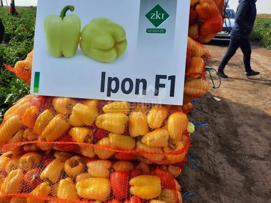 Айпон F1 / Ipon F1,60-65 дней фото 3