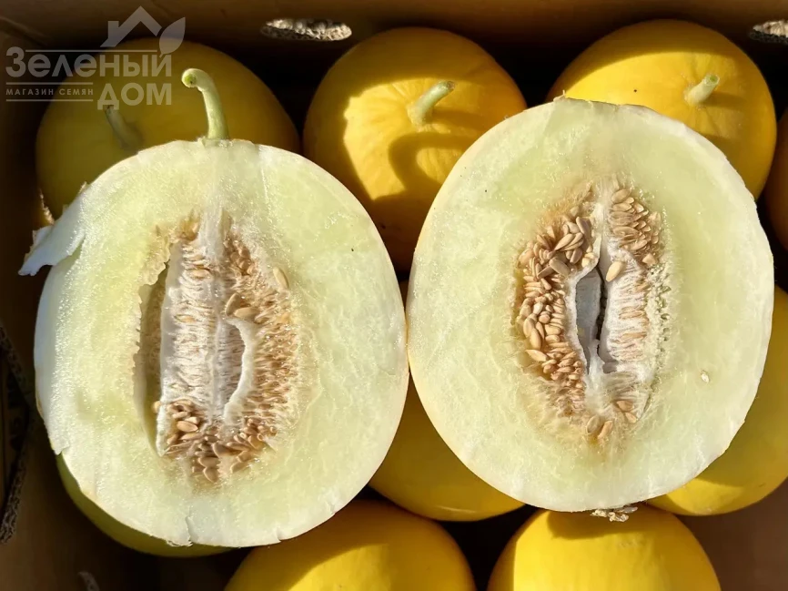 Сан Канария F1 / San Kanariya F1, 55-60 дней фото 3