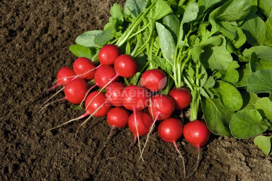 Ровер F1 / Rover F1,18-25 дней фото 1