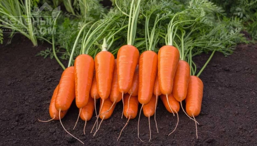 Кумбре F1 / Kumbre F1 фото 1