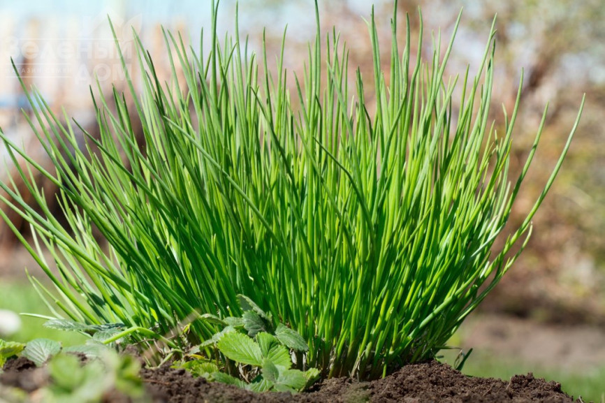 Прага / Praga,40-50 днів фото 1