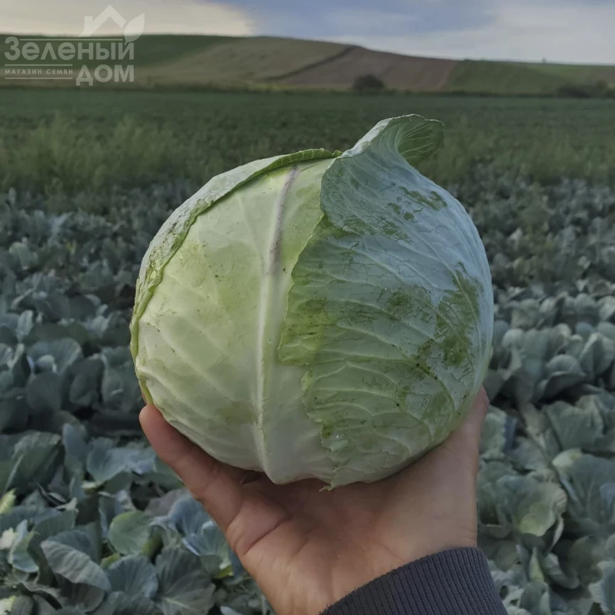 Пауэр Слем F1 / Power Slem F1, 75-85 дней фото 1