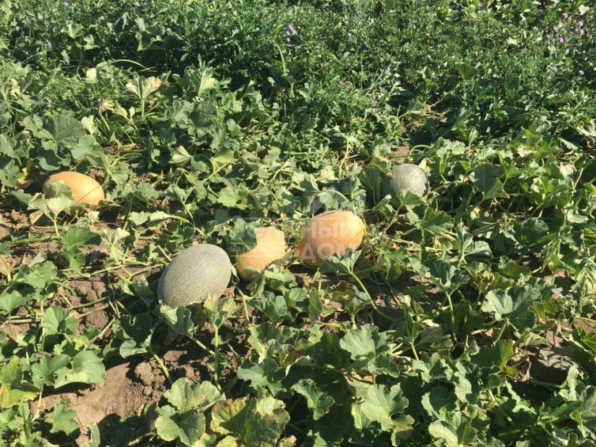 Лукстар F1 / Lookstar F1,65-70 дней фото 2