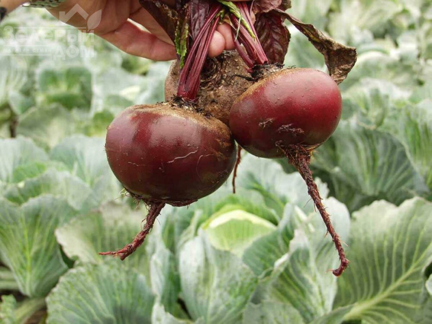 Пабло F1 / Pablo F1,105-108 днів фото 3