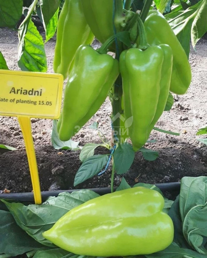 Ариадни F1 / Ariadni F1,65-70 дней фото 3