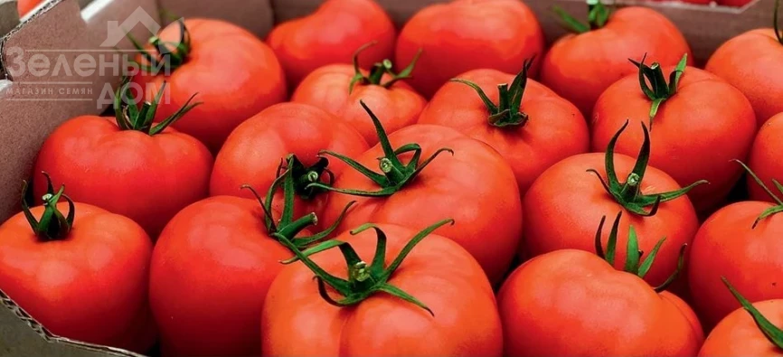 Шахмат F1 / Shakhmat F1, 65-70 дней фото 1