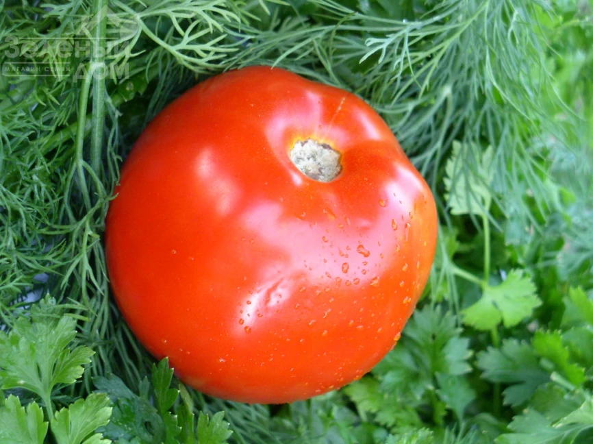 Катюша Нова F1 / Katiusha Nova F1, 80-85 дней фото 1