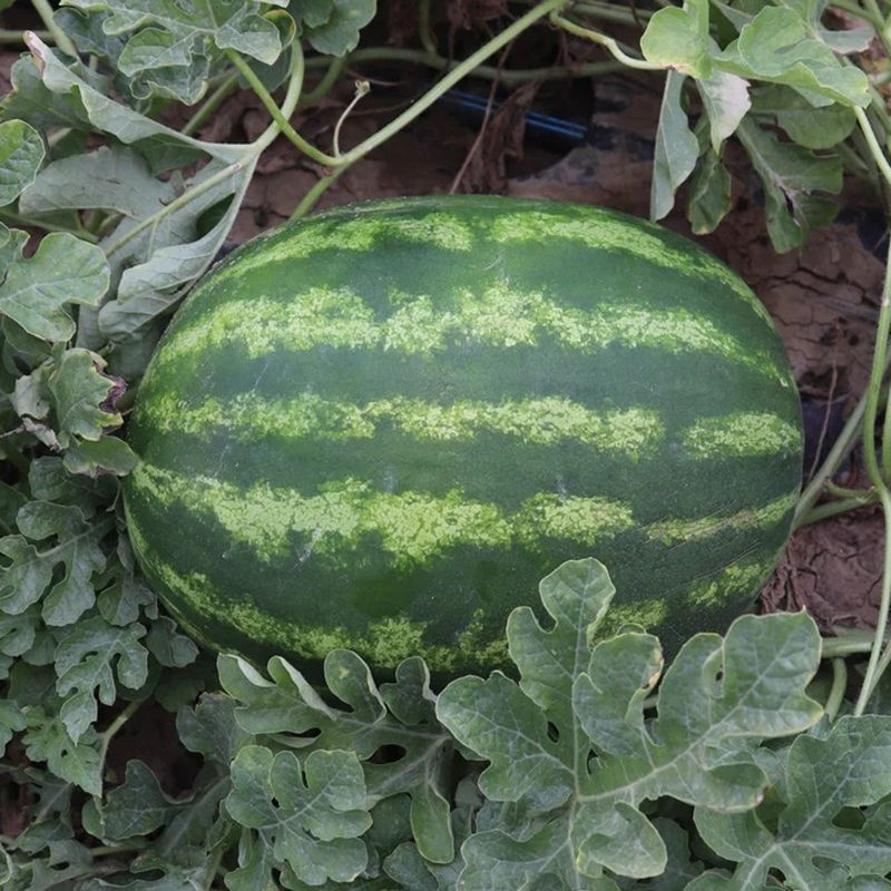 Бомбер F1 / Bomber F1 фото 1