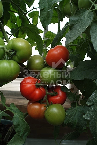 Магнус F1 / Magnus F1,60-65 дней фото 3