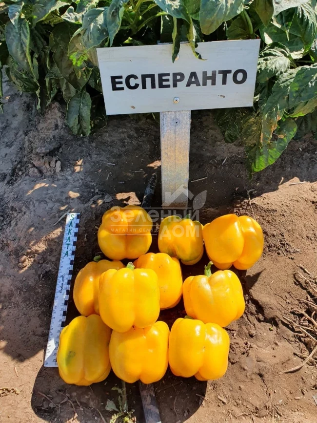 Эспартано F1 / Espartano F1 фото 5