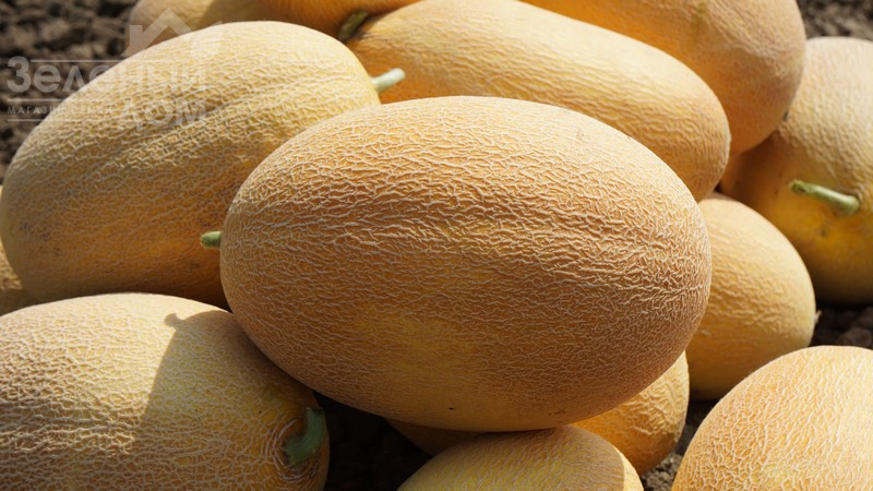 Мазін F1 / Mazin F1,60 днів фото 3