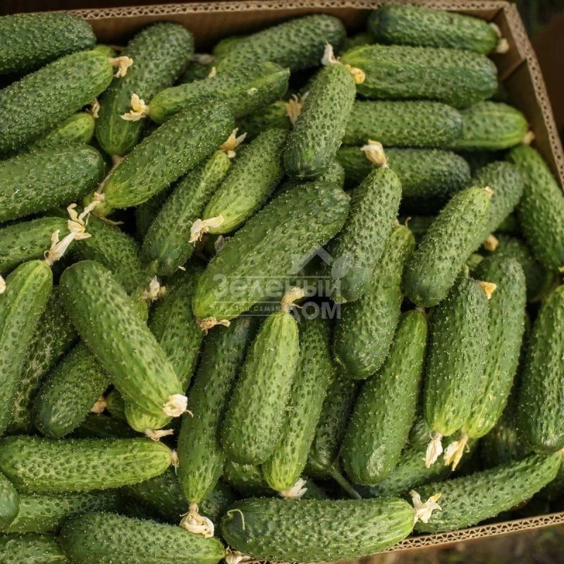 Солют (Абсолют) F1 / Solute (Absolute) F1,35 дней фото 2