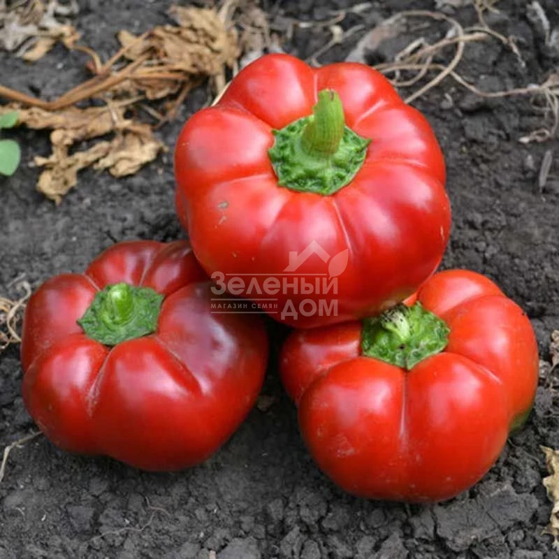 Ред Булл F1 / Red Bull F1,70 дней фото 1